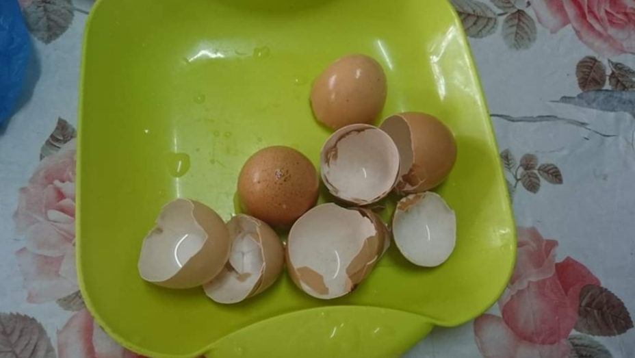 kulit telur