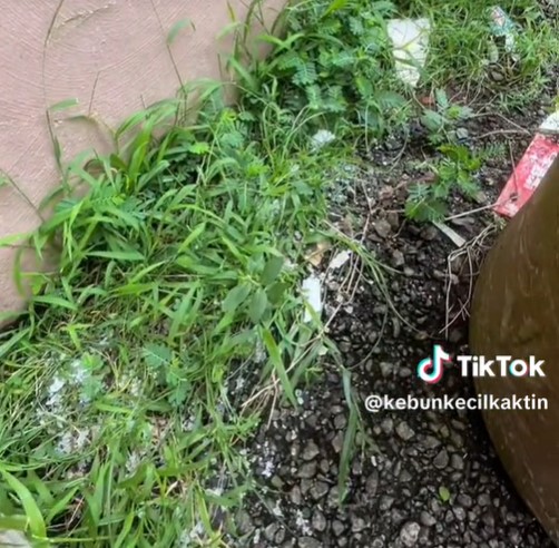 rumput mati pakai garam kasar